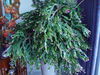 DSC00555.JPG