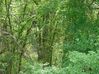 wald.jpg